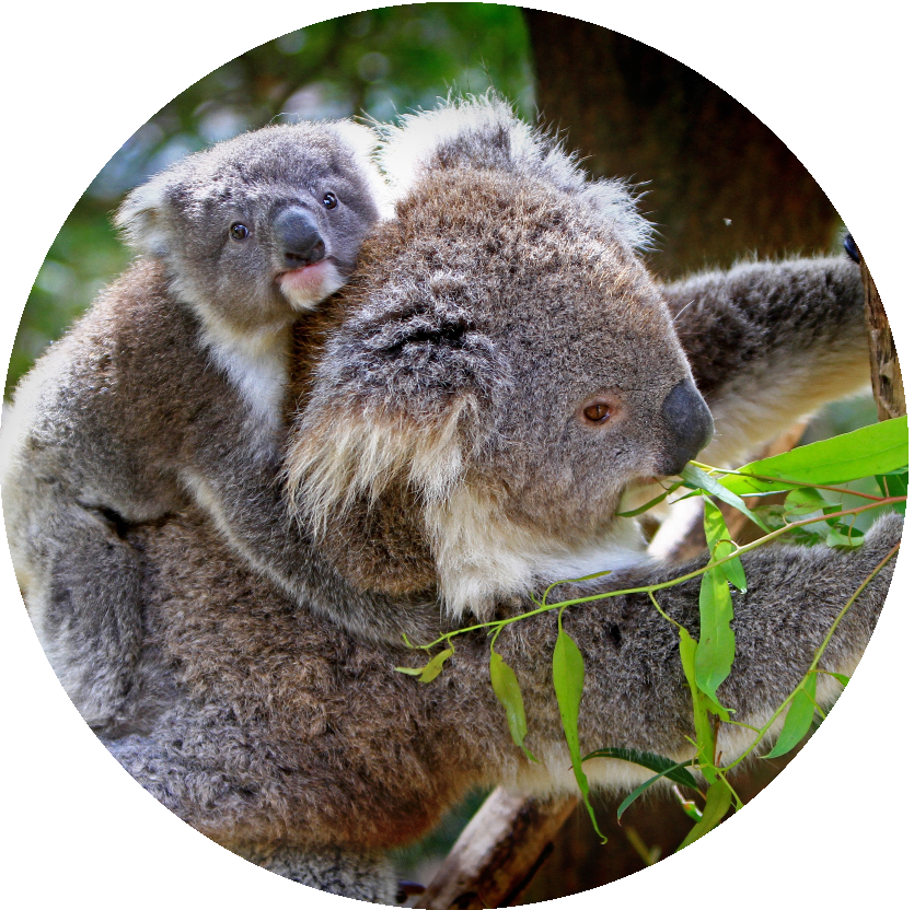 Koalas