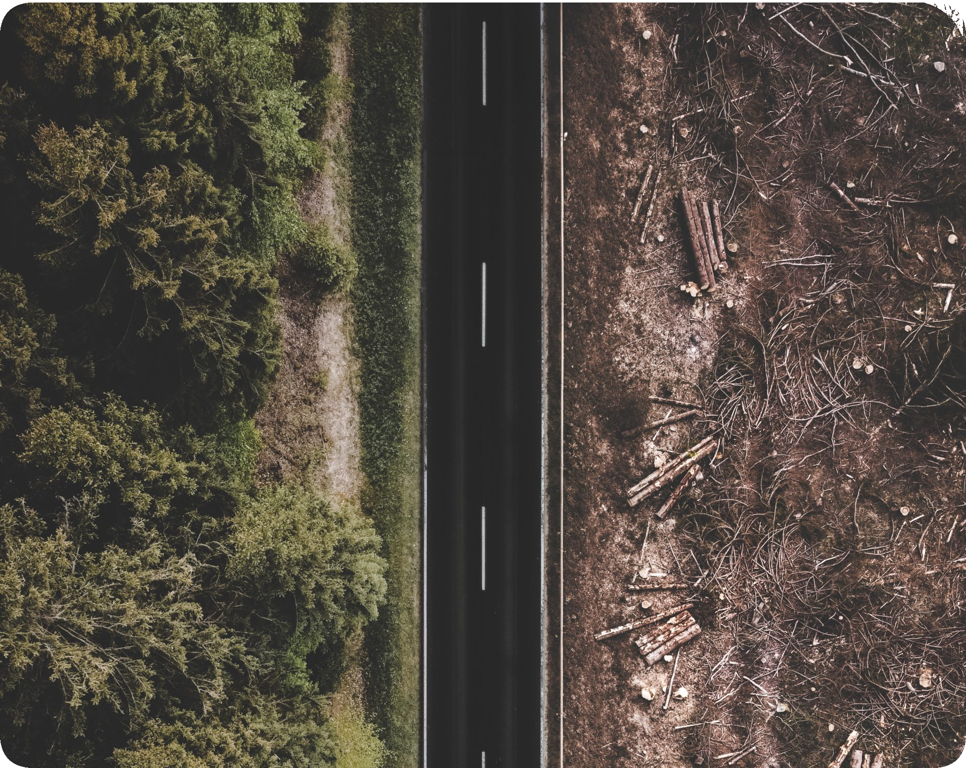 Road with forest contrast