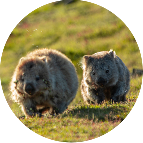 Wombats